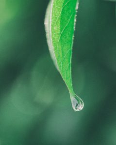 Goutte d'eau au bout d'une feuille