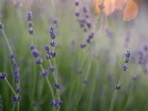 Fleurs de lavande