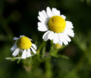 Camomille matricaire