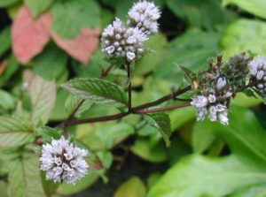 Menthe poivrée en fleur