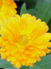 Fleur de calendule