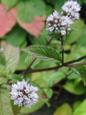 Menthe poivrée en fleur